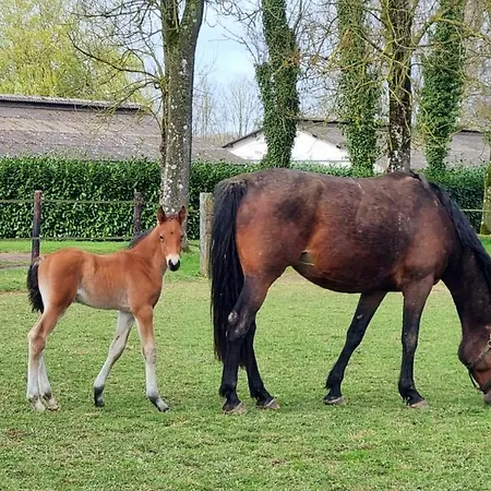 Haras Du Bois De Holiday home