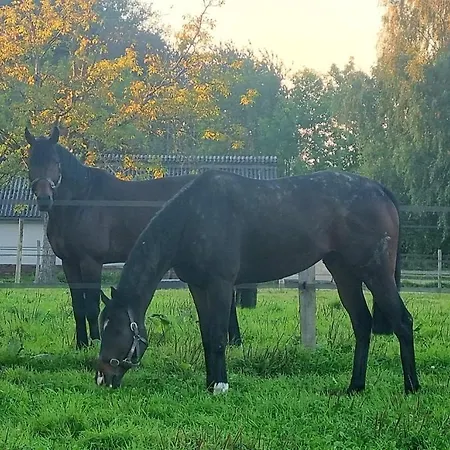 Haras Du Bois De * Formerie