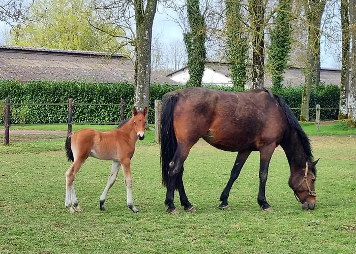 Haras Du Bois De Holiday home