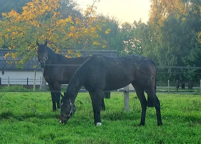 Haras Du Bois De * Formerie